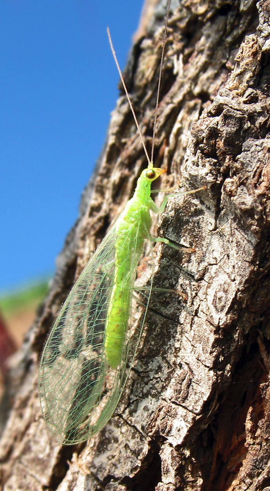 Chrysoperla agilis